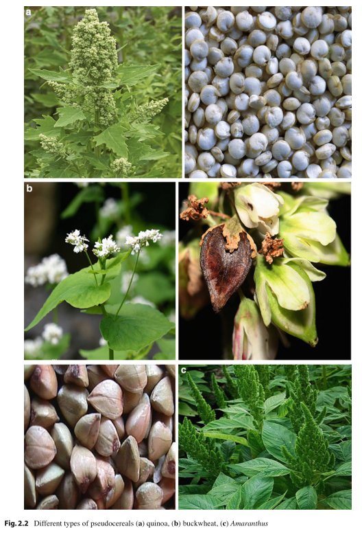 NB: on désigne une plante de "pseudo-céréale" si elle s'utilise comme une céréale, mais ne fait pas partie de la famille des Poaceae (anc. graminées). On peut citer le quinoa et le sarrasin en plus de l'amarante.(Image : Das 2016)