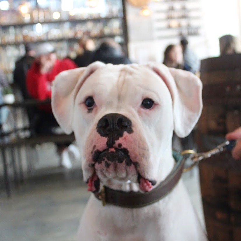 We are closed today, 4/13! But here’s a picture of one of our favorite favorite guests to brighten your Monday! We will be back filling beer orders tomorrow!
.

Head on over to @localiconhospitality INSTAGRAM page to enter our HUGE giveaway!!! Don’t miss out! .
.
#localiconlove