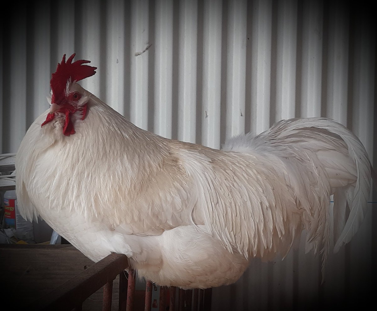 CountryClodagh's tweet photo. How clucking gorgeous am I?...said every rooster everywhere🤗🐓
#roosters
#goodlookingbird https://t.co/R36yBSXHvn