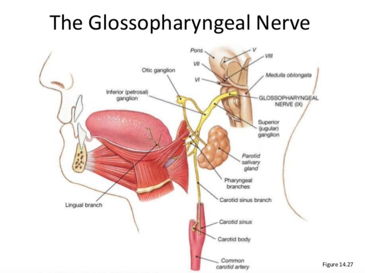 6/ ?Are the symptoms of  #anosmia and  #ageusia a result of viral  #cytotoxic damage to epithelium and nerves of the mucosa of nose (olfactory nerve) and mouth (glossopharyngeal nerve IX) at time of initial infection vs damage higher up in the brain or  #brainstem?