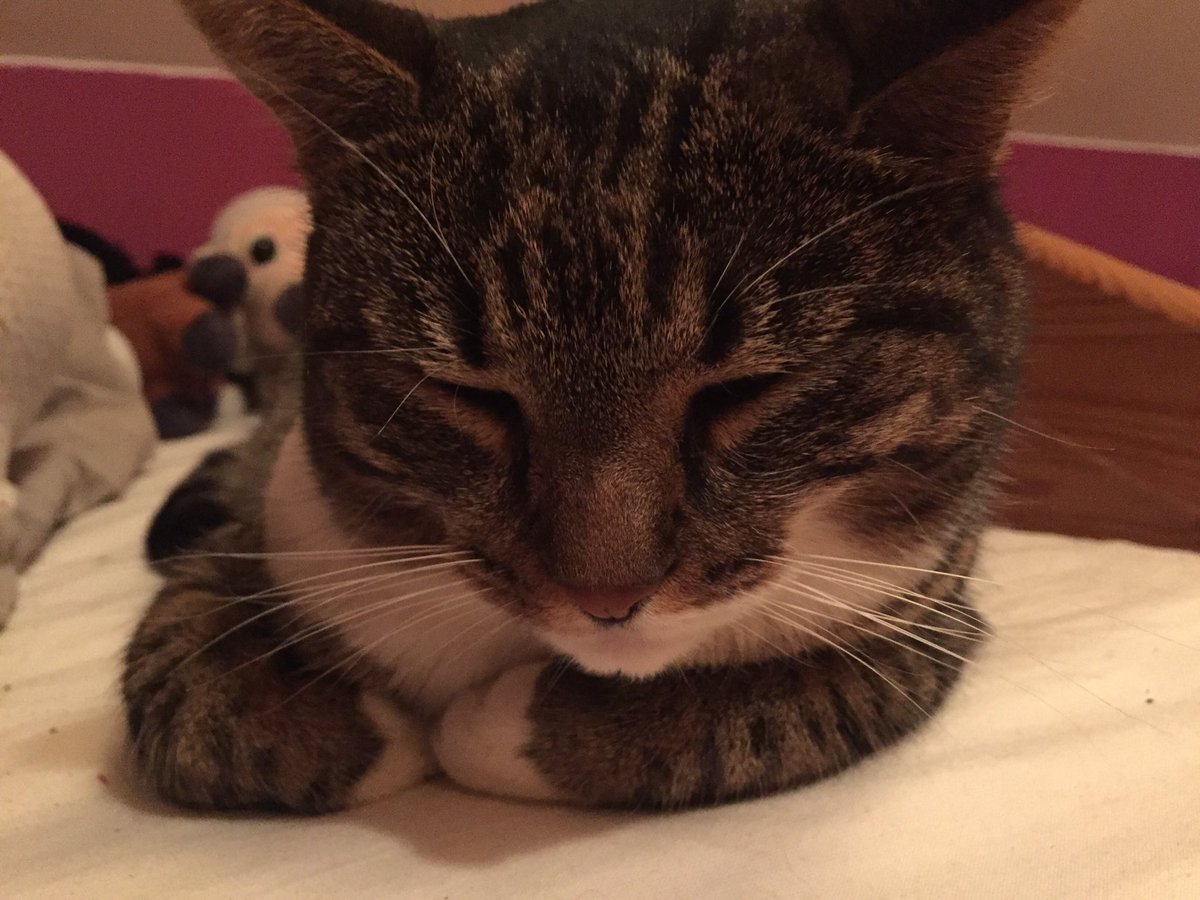 catdog01's tweet photo. Lucy #loves you❤️😊🐱#stayathome https://t.co/qY29IbBAu8