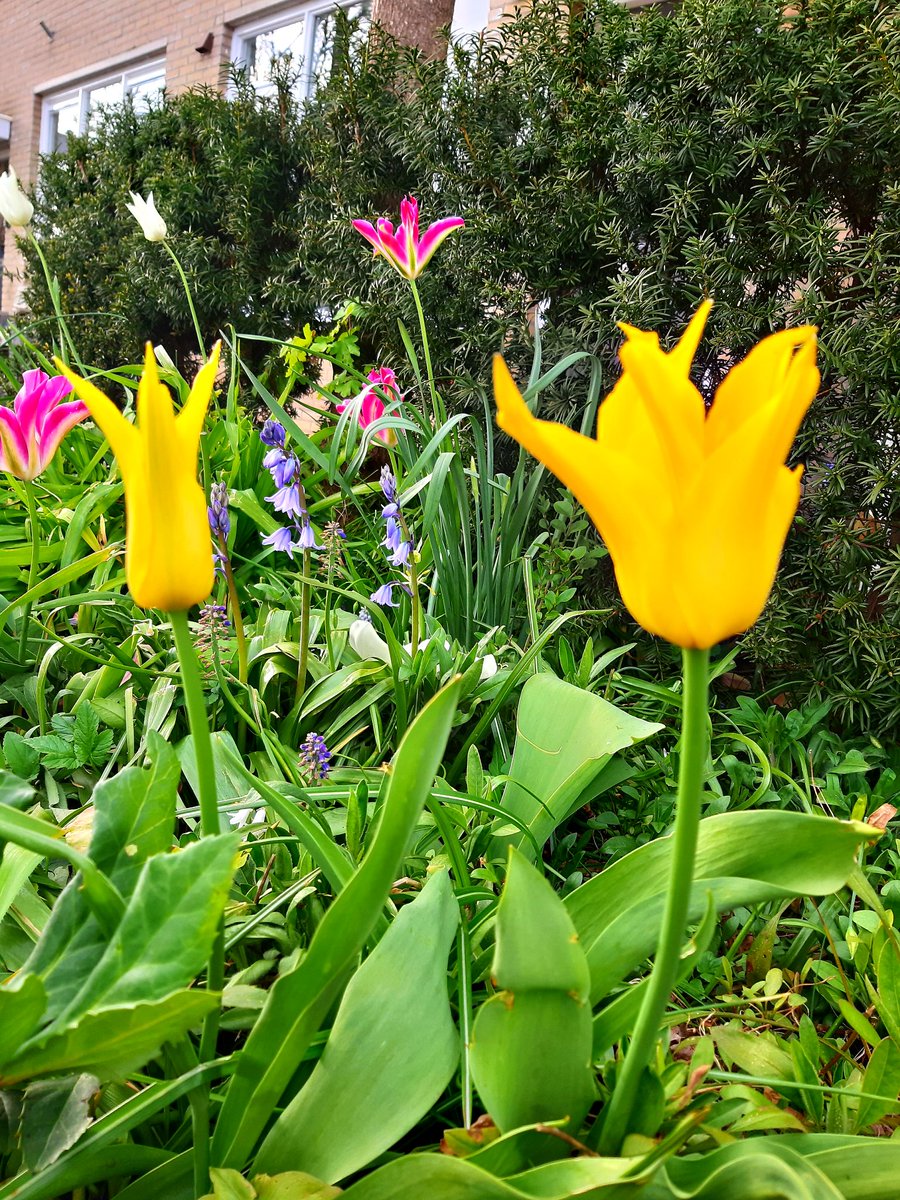 de Schiedamtulp bloeit ook prima op Goudse grond.