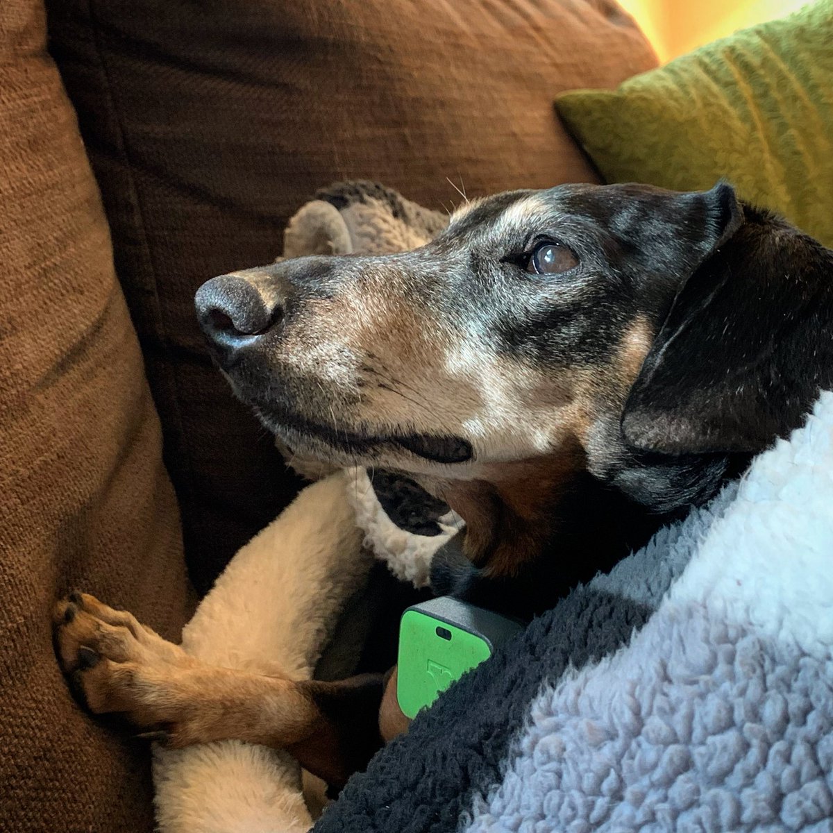 JulieMcGPhoto's tweet photo. Post-walk snuggle on the sofa and the light was shining on and off Mitzie’s face through the blowing trees #dogs #doglife #doglovers #dachshund #dachshundlove #dogphotographer #dogphotographs #seniordog #fauquiercounty #va #virginia #orlean #orleanva #socialdistancing https://t.co/l7jMleujOQ