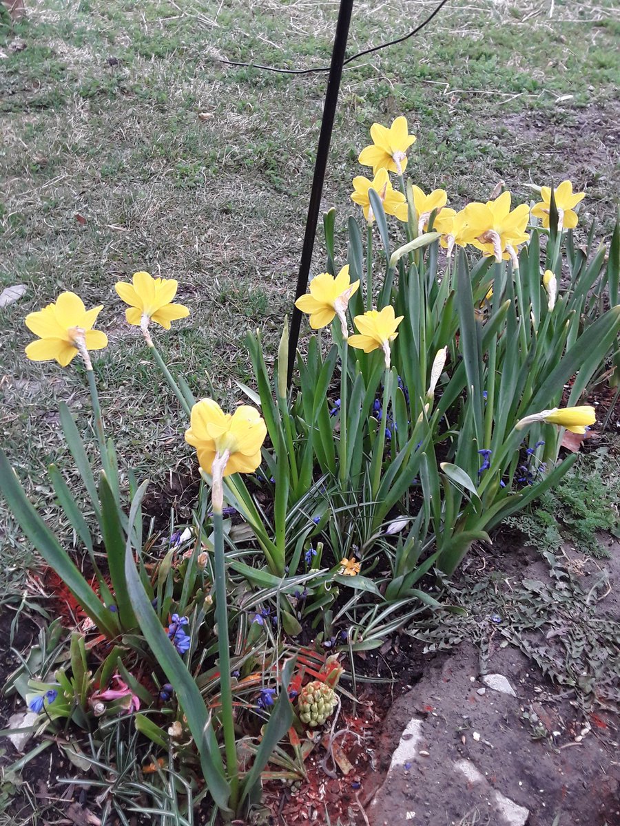 You plant the bulbs, you wait 7 months, then they all grow pointing away from your window