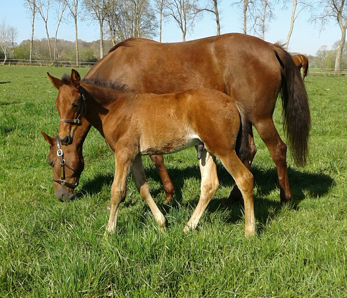 Trotteur Français tweet media