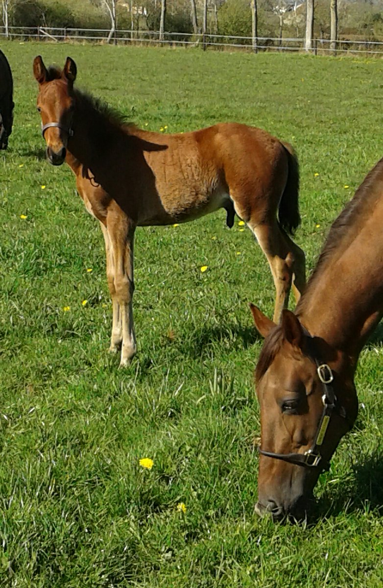 Trotteur Français tweet media