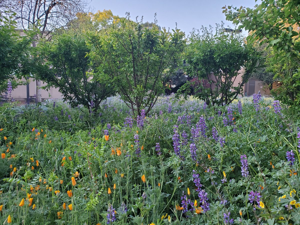 LMGerhart's tweet photo. #WildDavis students are doing dawn observations this week, so @ccjadallah and I spent our mornings at the campus BOG and the Putah Creek Riparian Reserve, while still of course #socialdistancing Read details at
Chris: https://t.co/0VQHCXWOTA
Laci: https://t.co/u24xOFJRBS https://t.co/EglMtsRkPa