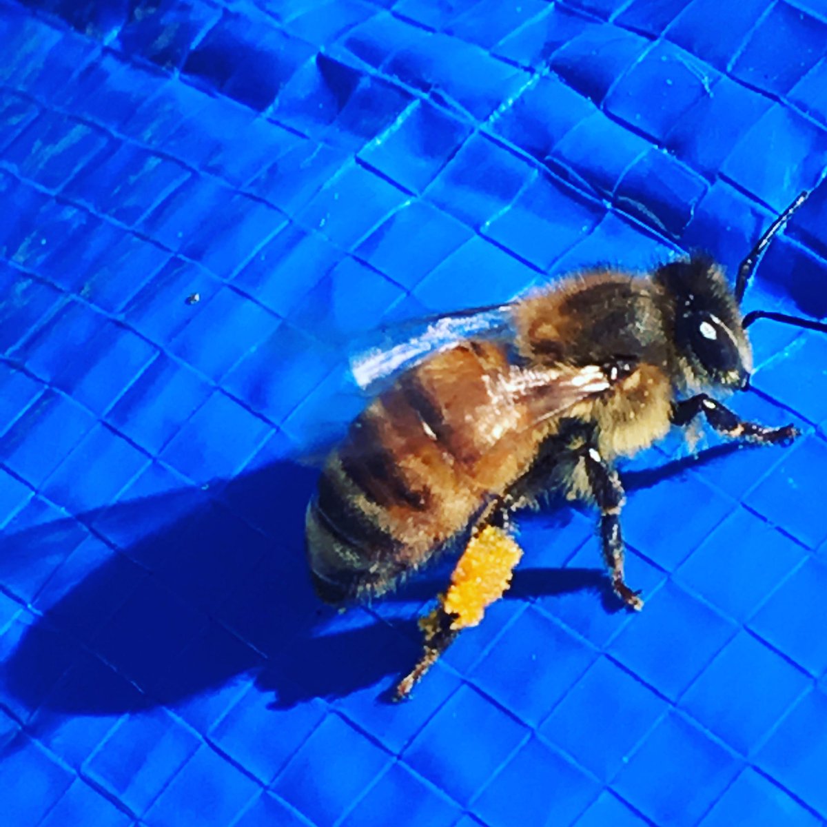 adelaideshoney's tweet photo. and so it begins...first pollen ππ
@legendarycoasts @karnkennedy @CBCNL @NYPDBees @CStokescbc @FLR_GovNL @NLFarms
#supportyourlocalbeekeeper #buzz #farmtotable #newfoundland
#Apimondia
#ExploreNL #adoptahive #honeybeehike #NLBetterBrood #NLSuperiorQueens #savethebees https://t.co/GCPy9suDls