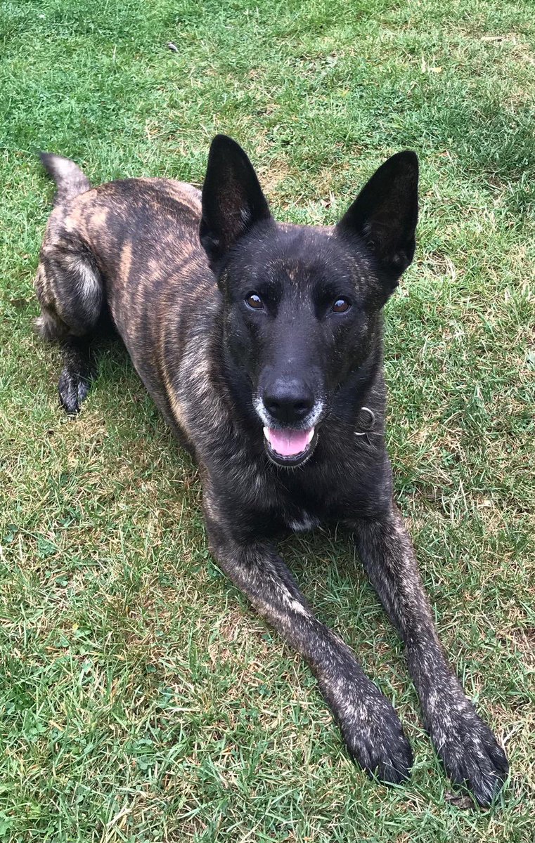 CityPoliceDogs's tweet photo. PD Max would like to wish @BikerKim466 husband an awesome birthday today! Even if he did have to dig some holes in the garden, PD max likes digging holes! ๐พ ๐ฅณ #isolationbirthday #PDMax https://t.co/7afBVBfA4M