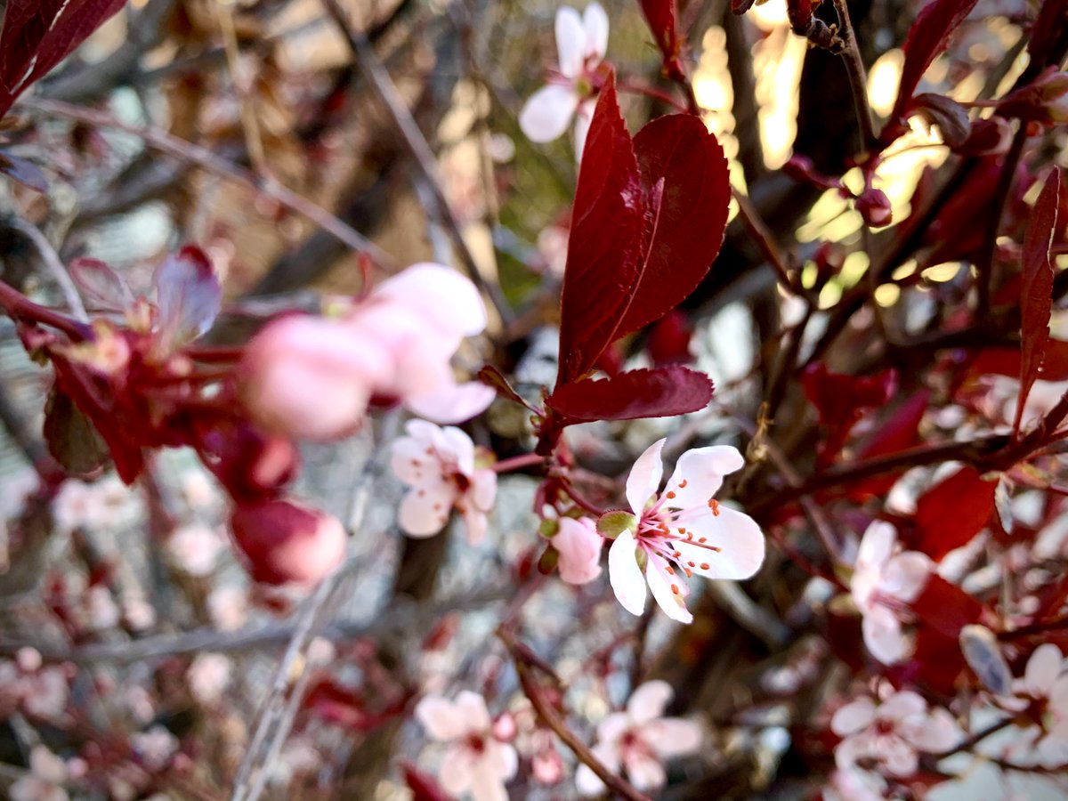 ashrscott's tweet photo. Spring has finally decided to show up! #spring #springflowers #nevada https://t.co/wObfNqNysK