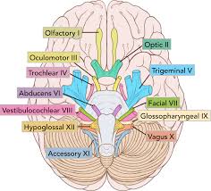 10/  #SARSCoV2 could travel through the vasculature to the peripheral nerves, eventually up to the cavernous sinus, where multiple nerves are in close proximity --> maxillary, ophthalmic, abducens, oculomotor, trochlear --> Following further up could then invade the brain stem