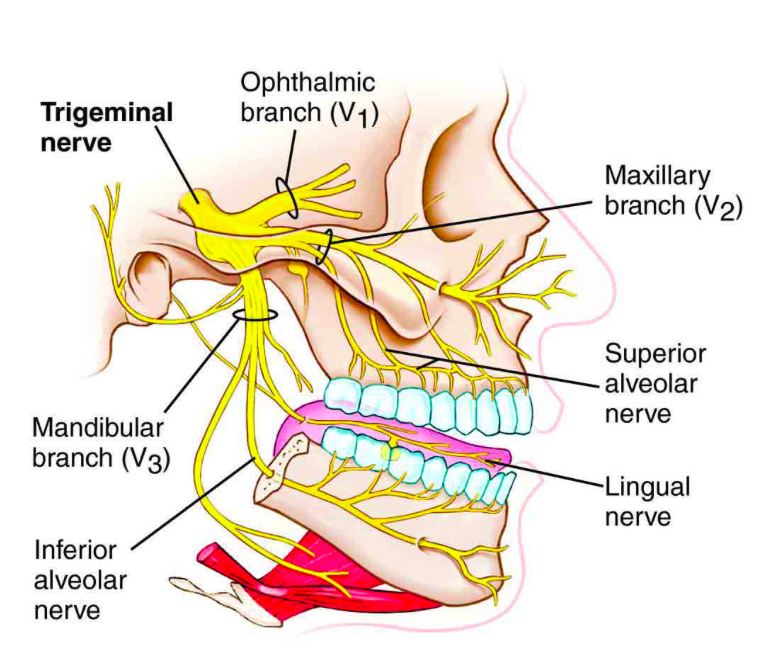 7/ ?Does direct invasion of  #SARSCoV2 through the nasal or eye mucosa/nerves increase risk for intracranial invasion —> neurological findings? ?Have we seen other eye findings like Adie’s pupil (viral inflammation/destruction of cilliary ganglion)? Or trigeminal neuralgia?