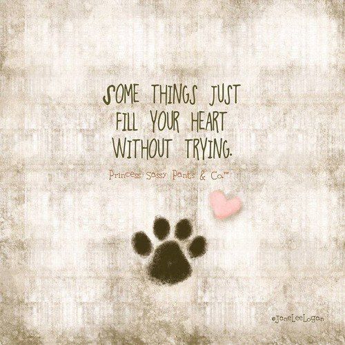 AllThingsBluSF's tweet photo. Hey, #DEVILSasOne, @elizagrace21 @kara_frantz - I just took a few minutes to make toys for some fur babies. Now, I challenge YOU - challenge others & show me what you've got!! https://t.co/0ioFZyIWg2