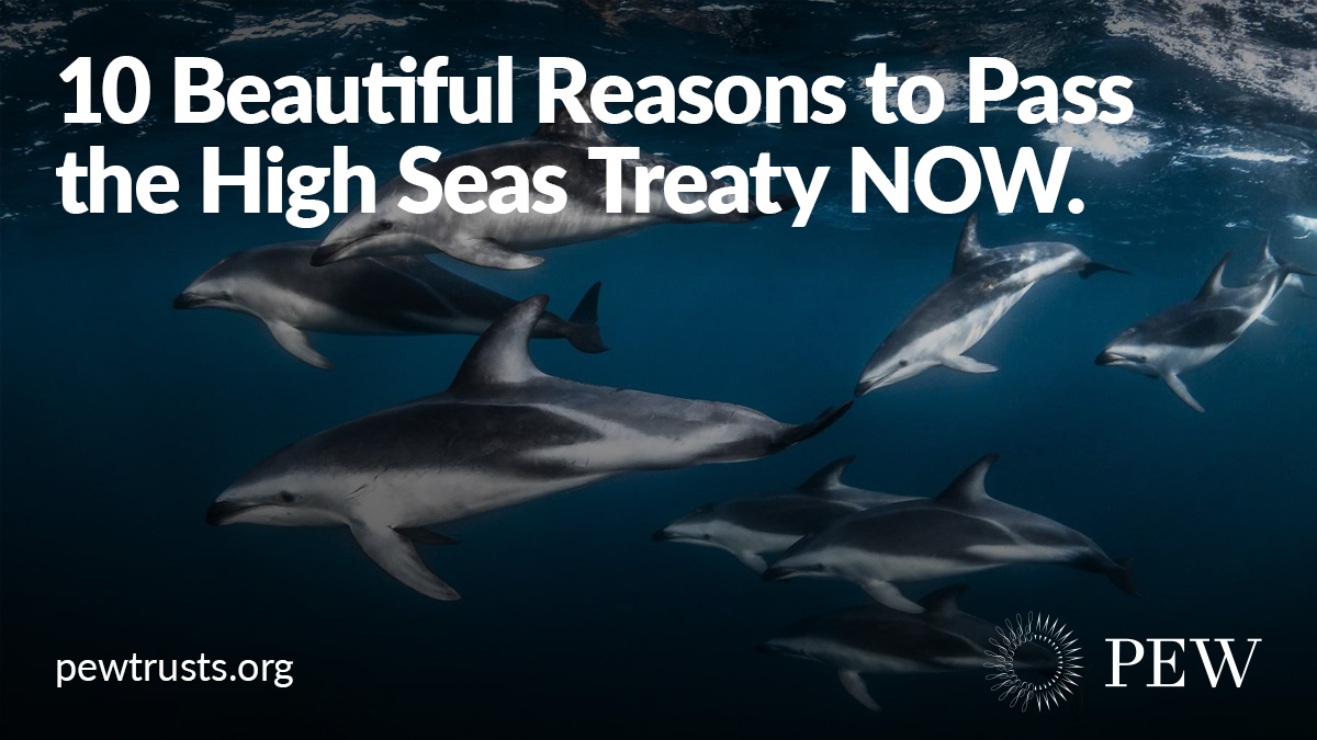 [THREAD] It’s high time we protected the high seas. Right now, the UN has a once-in-a-generation chance to pass the treaty that would safeguard international waters—including 10 potential marine protected areas identified in our new report: