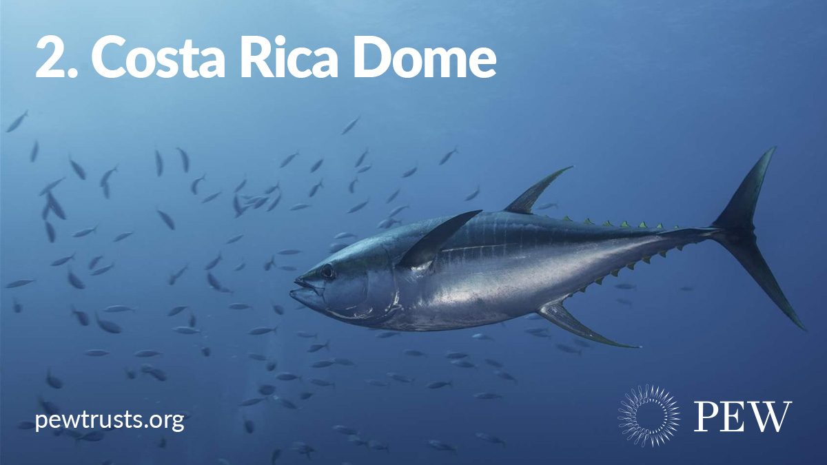 The nutrient-rich waters attract tuna, whales, and other wonders. Unfortunately, this thermal “dome” is constantly imperiled by recreational and commercial fishing and wildlife tourism.