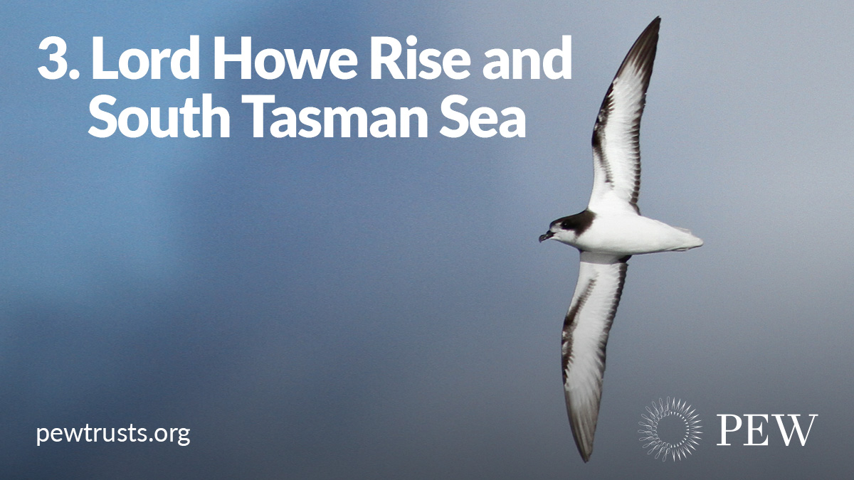 Threatened species like Gould’s petrel use these biodiverse waters between Australia and New Zealand as a feeding ground. Scientists expect more vulnerable species to flock there as waters warm under future climate scenarios.