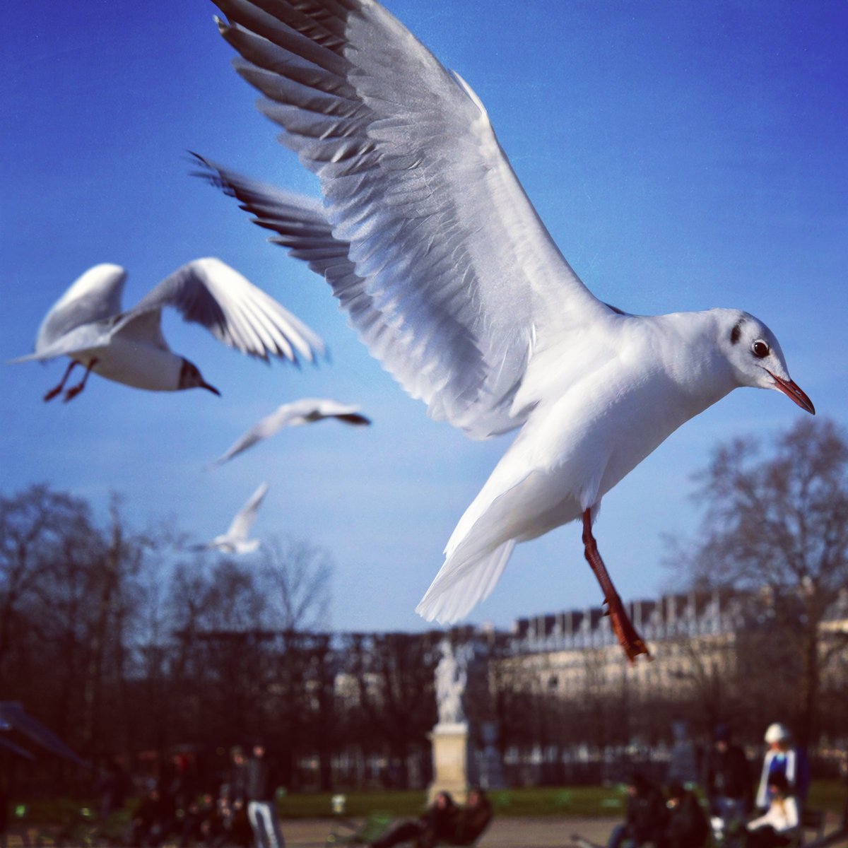 salefran's tweet photo. Vol d'oiseaux... Mouettes ou goélands dans le ciel ... Battements d'ailes
#Photographie #photography #nikonfr #D750 #teamnikon #nikongallery #photographer #animal #nature #ciel #mouettes #goelands #liberté #envol #vol #ailes #Battements https://t.co/0r2gcH81vc