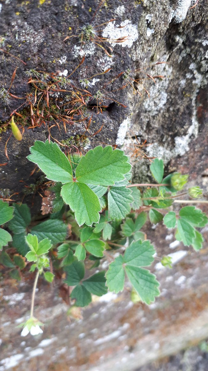 radicalhoneybee's tweet photo. For #SmallBeautiesHour: today, during my exploration of back alleys, I met my first ever barren strawberry growing out of a wall. So pretty. Exploring new paths brings new friends. Also a toddler spotting #RainbowWindows; "'Ello rainbow! Bye bye, rainbow!" Precious. https://t.co/rml4AHUtA5