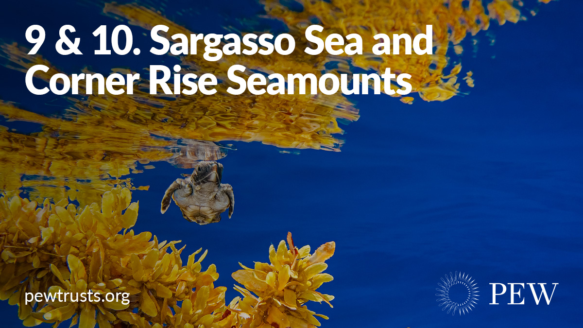 Best known for its sargassum seaweeds, this Atlantic expanse supports 280 fish species and 23 types of birds—including 10 animal species found nowhere else.But with only temporary protections, the region faces extreme exploitation from commercial fishing.