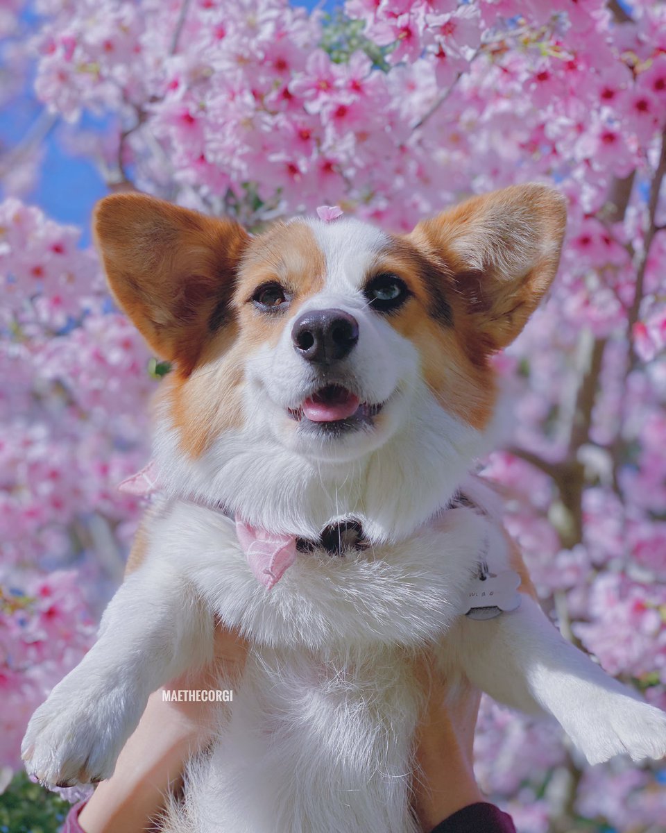 maethecorgi's tweet photo. @Twitter https://t.co/XdiF49PUF7