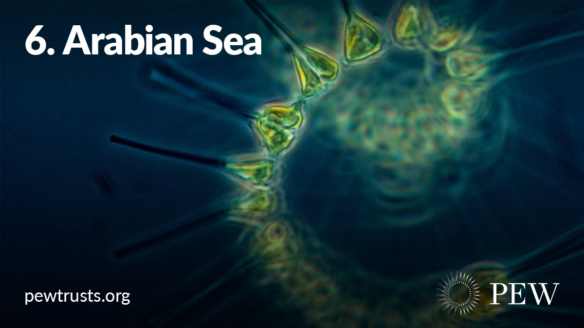 This sea is densely populated with phytoplankton, the foundation of the ocean food chain. Unfortunately, it’s heavily trafficked by ships and vulnerable to pollution and spills.