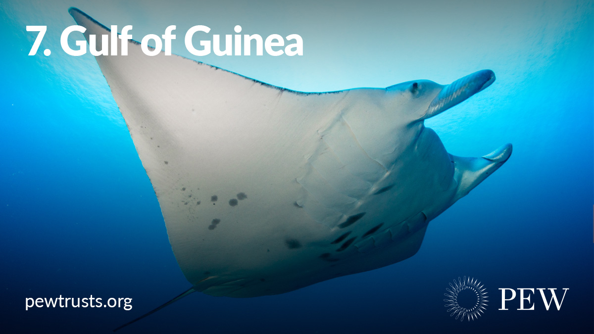 This biological hot spot off West Africa is critical to the migration and reproduction of bigeye and yellowfin tuna and nurtures young tuna, swordfish, sharks, and rays. It also faces severe threats from illegal fishing.