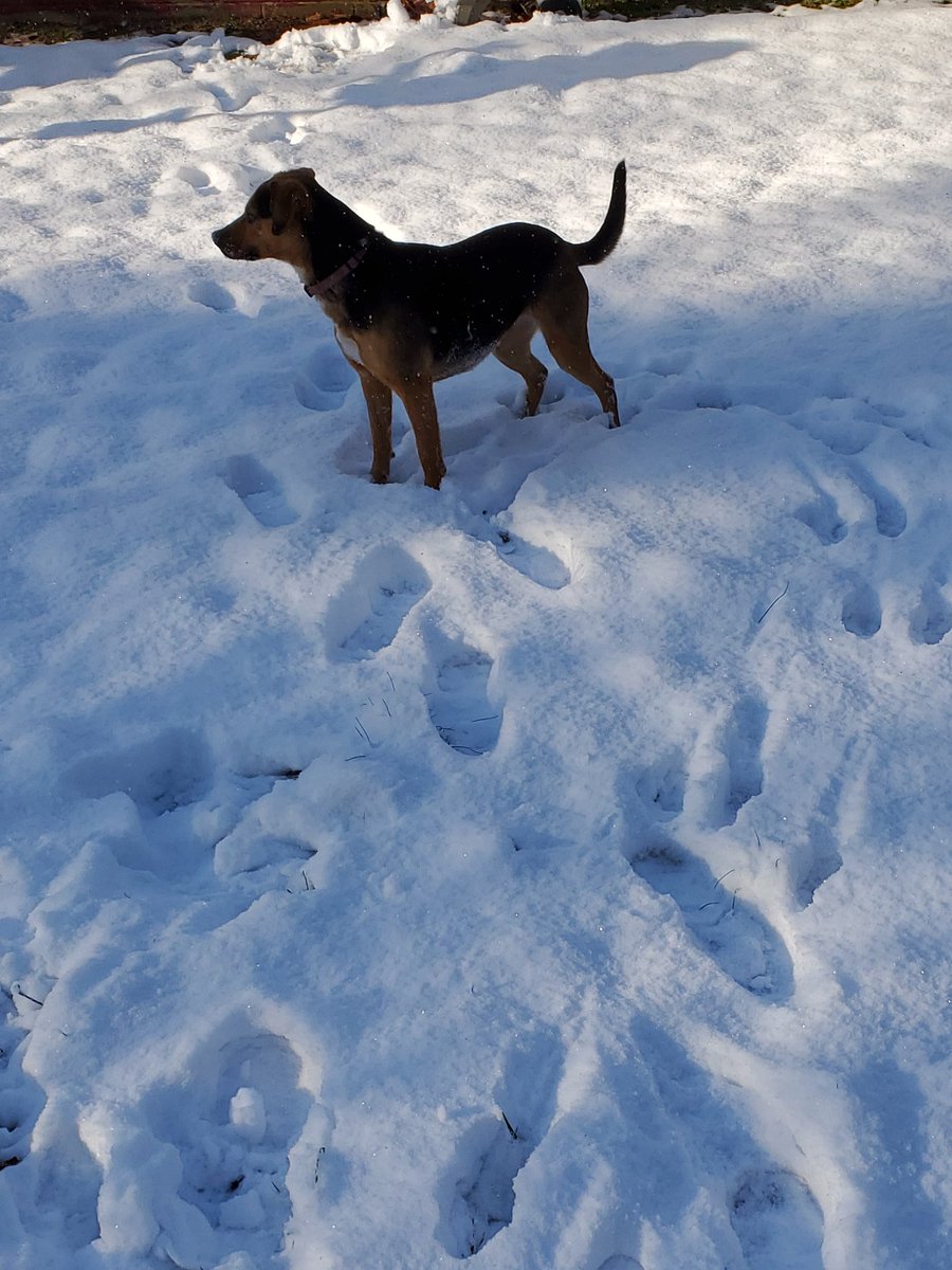 MrsUmukoro's tweet image. Furry Friend Monday! VCS virtual spirit week. #vcsshare.