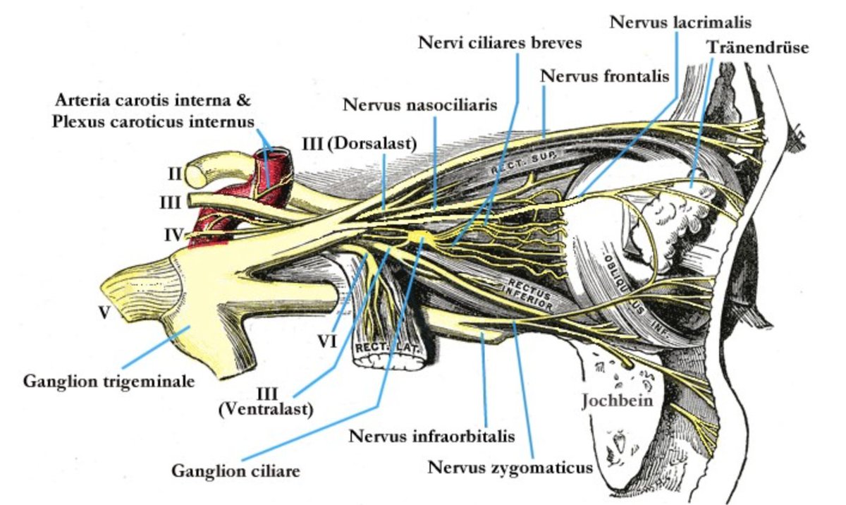 10/  #SARSCoV2 could travel through the vasculature to the peripheral nerves, eventually up to the cavernous sinus, where multiple nerves are in close proximity --> maxillary, ophthalmic, abducens, oculomotor, trochlear --> Following further up could then invade the brain stem