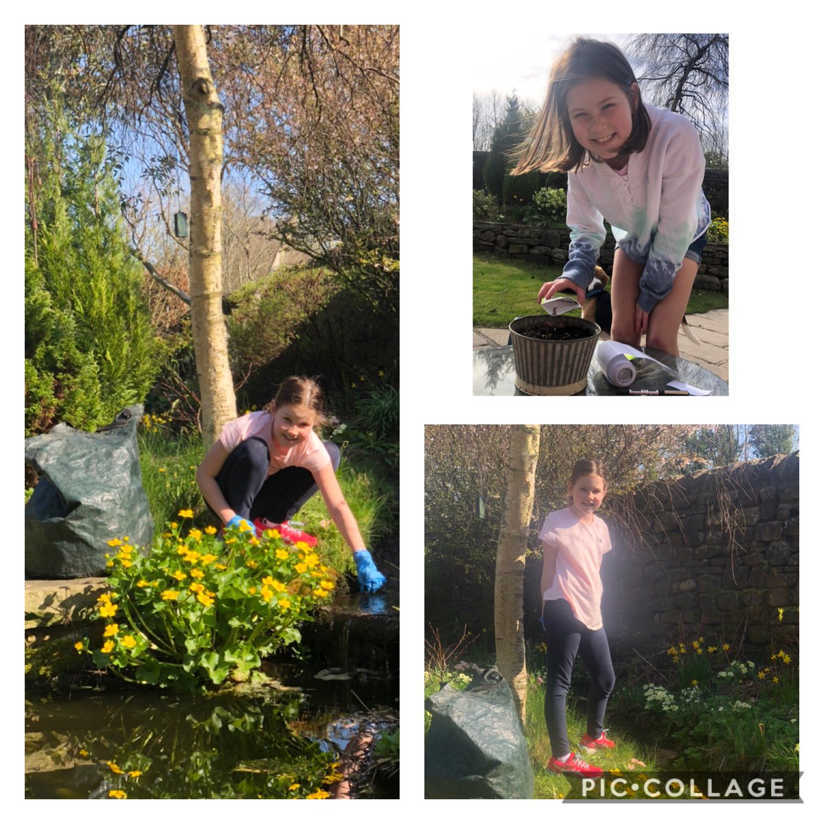 suzi1302's tweet photo. Gardening challenge! Ava clearing the pond &amp; sowing flower seeds 💐      #wenningcsps @Sedbergh_Prep #SedberghAtHome https://t.co/30EczG2EoU