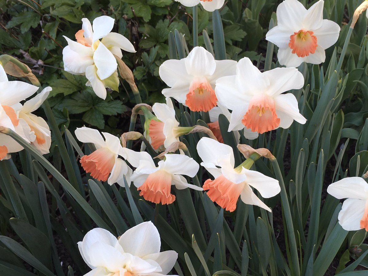 Pink Charm living up to its name