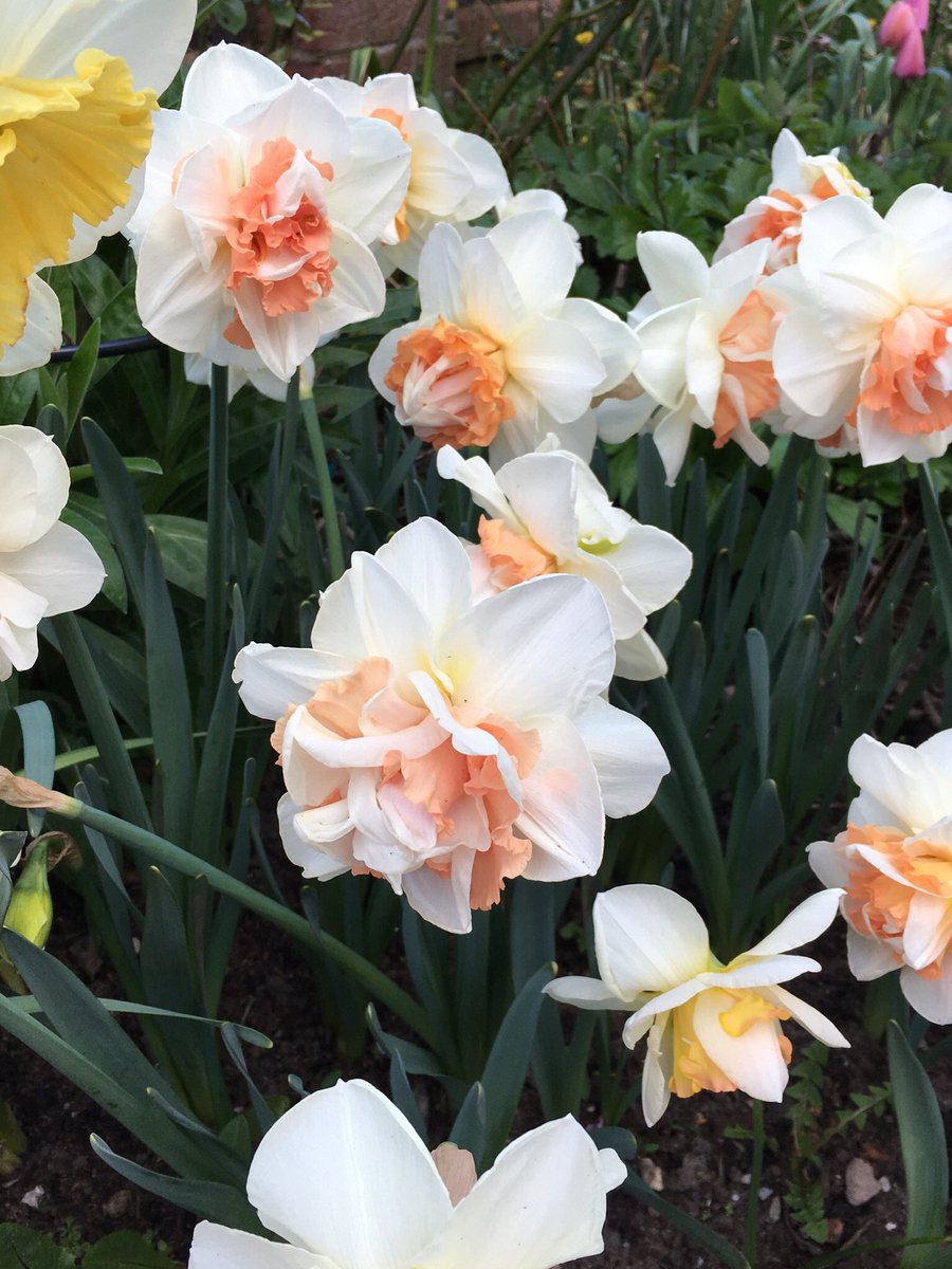 Narcissus My Love glowing in the cool of the day