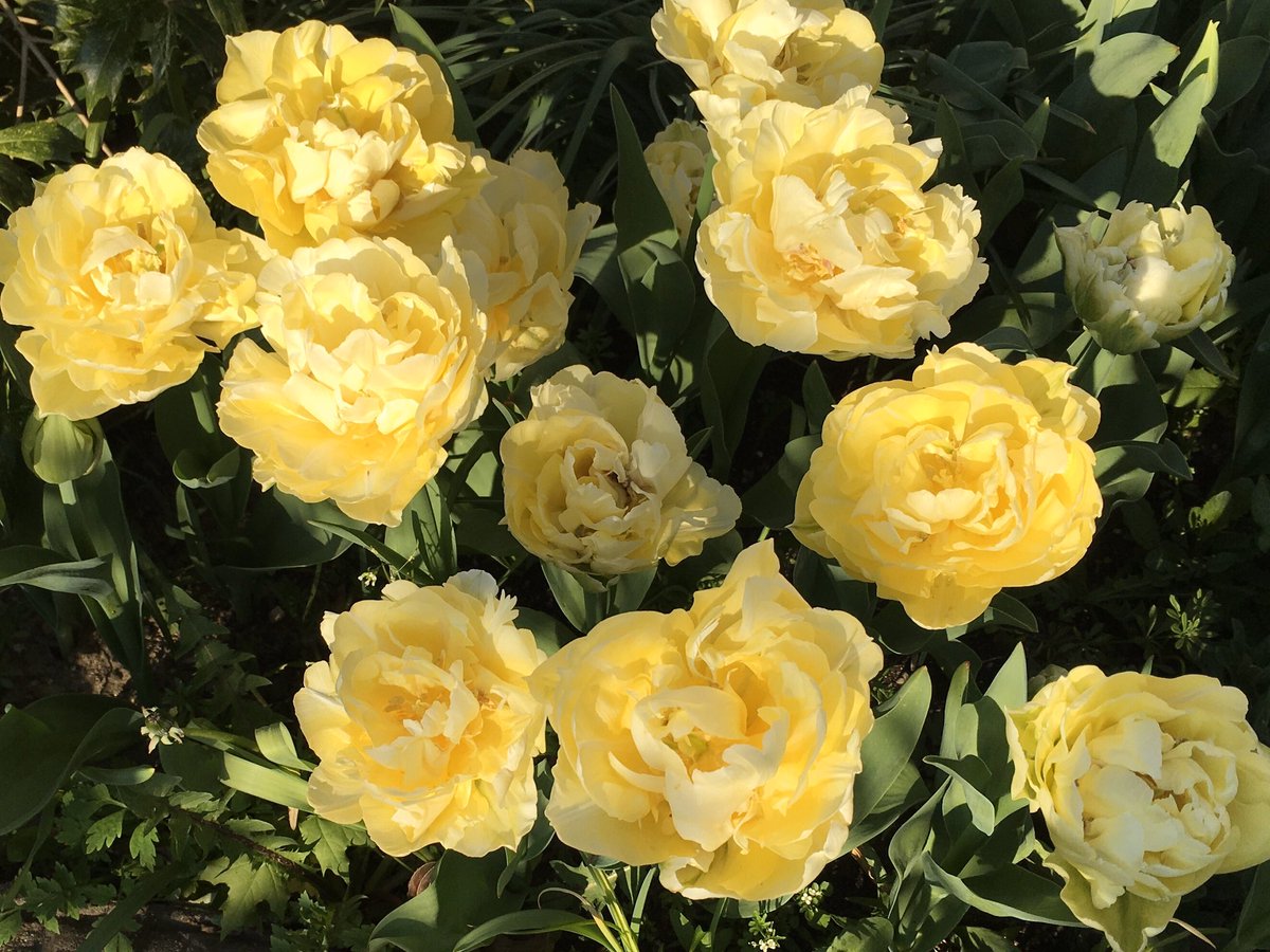 Beautiful Tulip Verona with a soft fragrance for an added bonus, from soft yellow to cream white