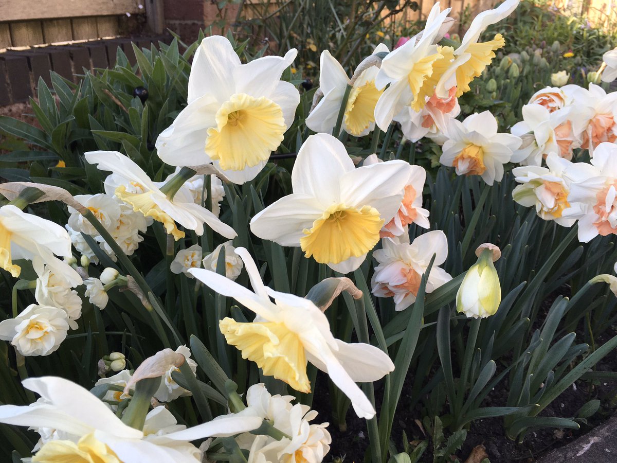 Narcissus Fragrant Breeze