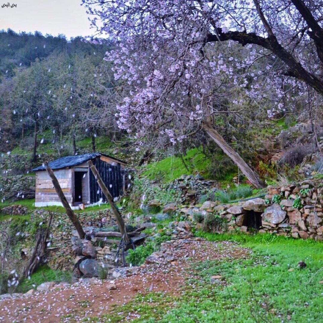 y_s_photo's tweet photo. بين يديكم ...
بعض اللقطات وأتمنى أن تجد رقي ذائقتكم ...
جميعها من طبيعة  #الباحة  الساحرة
 #اجمل_ماصورت https://t.co/7ZJGwbtnp0