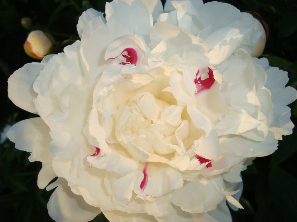 GardeningWell's tweet photo. Paeonia lactiflora Festiva Maxima
Exquisite, double flowers, open with a pink blush, fade to creamy-white with crimson flecks in the centre. Ideal cut flower.Likes sun or light shade, grow in ordinary well drained soil. Height & spread 3ft
https://t.co/UkVPoBTbxt https://t.co/iq4XyryKi5