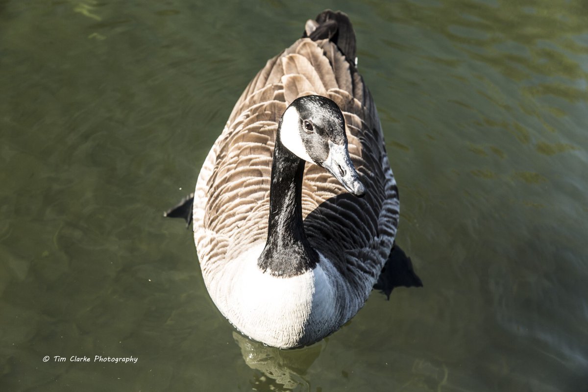 timbo_clarke's tweet photo. Canada Goose.
This chap seems to have got the idea we are a good source of food! Looking out the window this morning, there he was - and he made a beeline straight over to the window of the boat. #BlackCountry #canadagoose #ChubbBuilding #wolverhampton https://t.co/krbpXgNDJD https://t.co/CieKAbyJ1m
