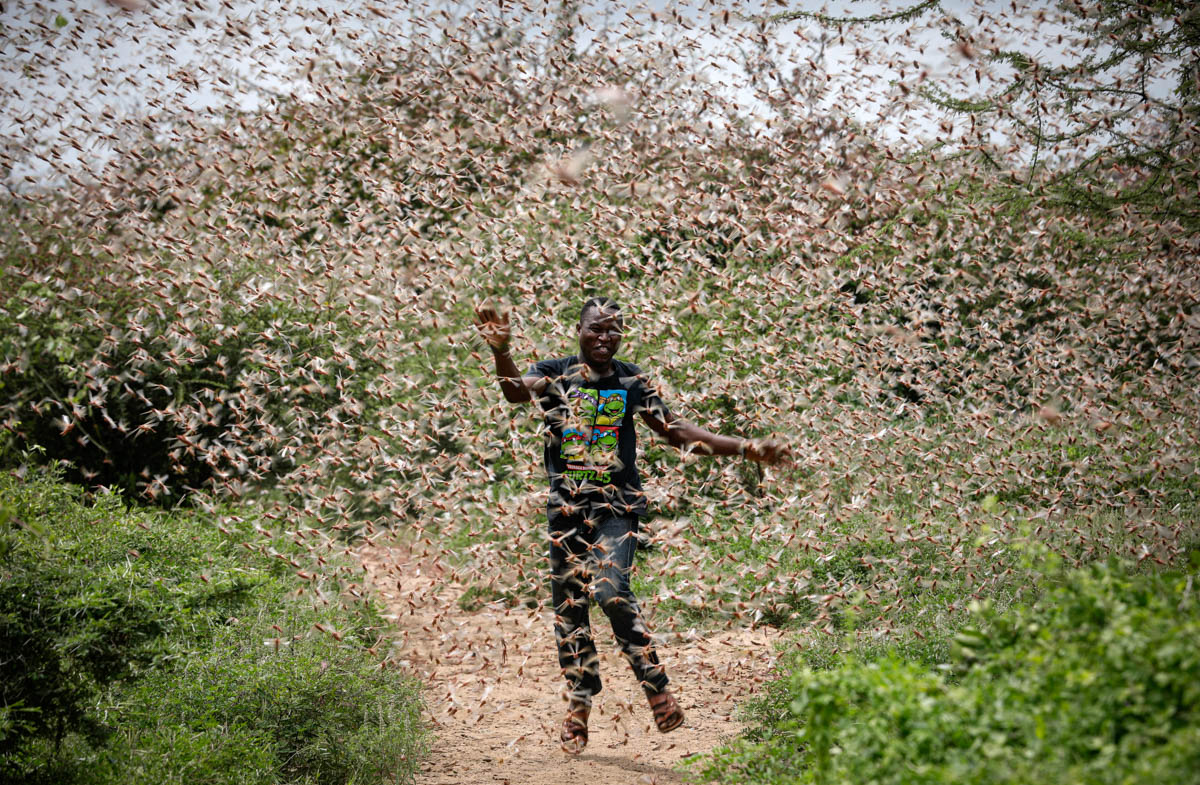 AfricaFactsZone's tweet photo. Kenya, Ethiopia, Somalia, Uganda and Tanzania are facing the world's current worst locust outbreak. https://t.co/1vJe9znoIf