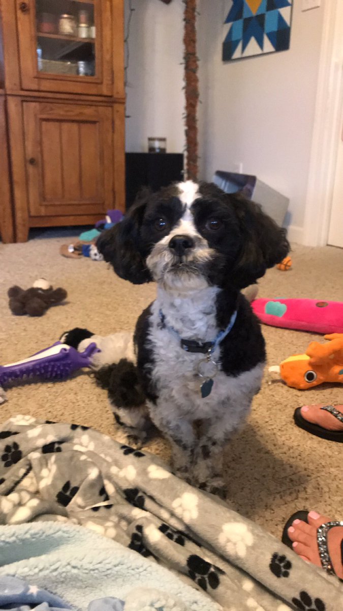 coachtashaswim's tweet image. Spirit week day 1.  Best part about being home! Miss you all. Stay safe and strong! #sharevcs. #vancecoproud