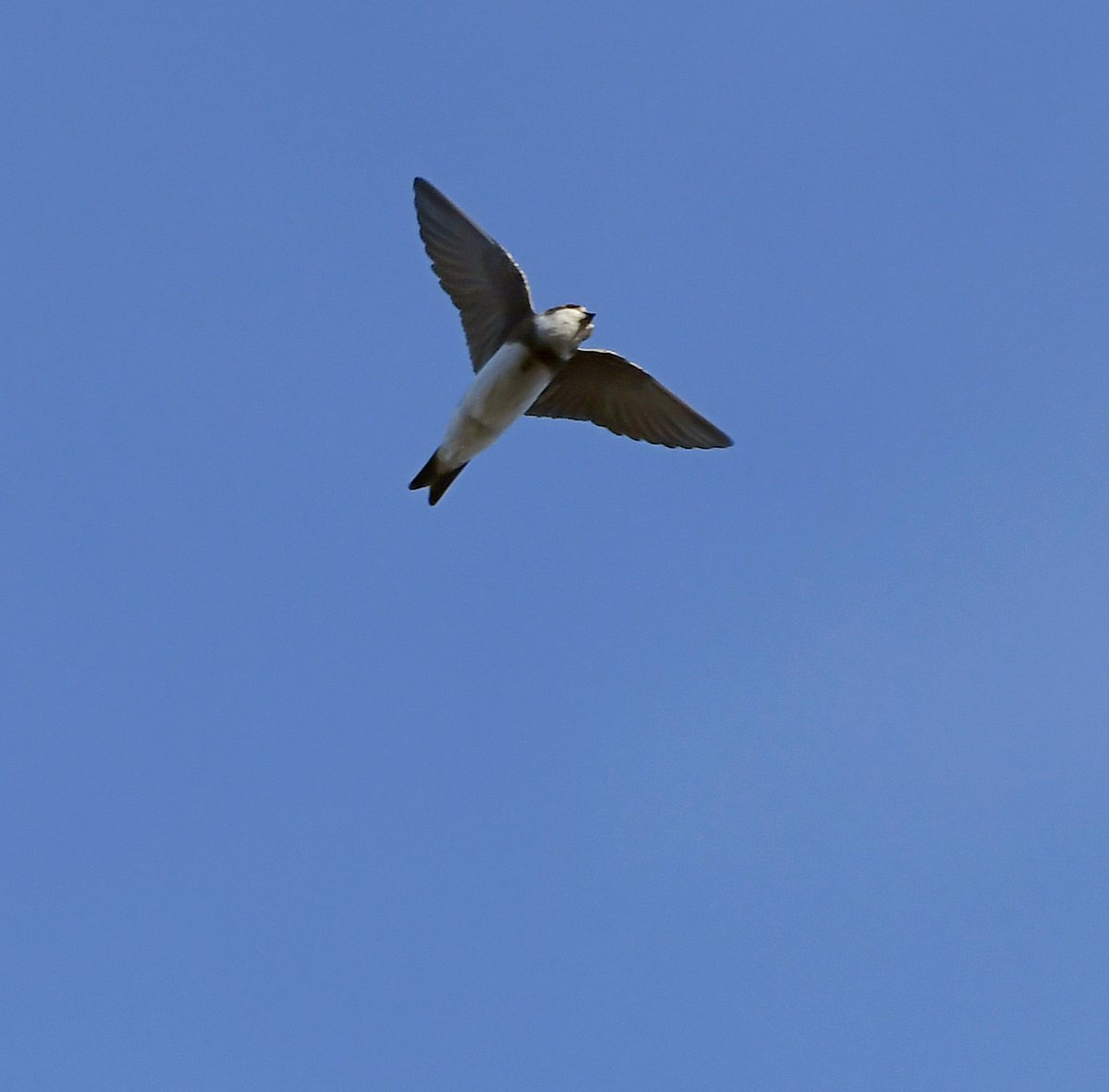19. Sand Martin Another bird seen flying high over my garden, Sand Martins are the first Hirundines (Swallows & Martins) to arrive in the UK. From underneath, the easiest way to tell them apart from House Martins is by their dark breast band. #LockdownGardenBirdsSeen 