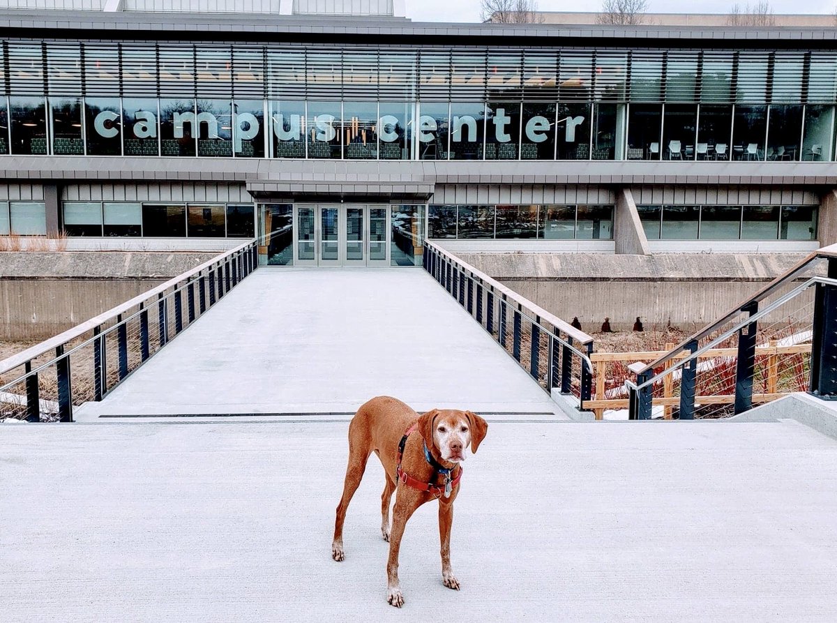 give2hcc's tweet photo. Where is everybody? Good boy Jack from Gary Rome Auto Group visited campus to get his exercise. He missed all the head pats and belly rubs from students. We'll be back together soon Jack. #TogetherHCC https://t.co/ikbUS19Str