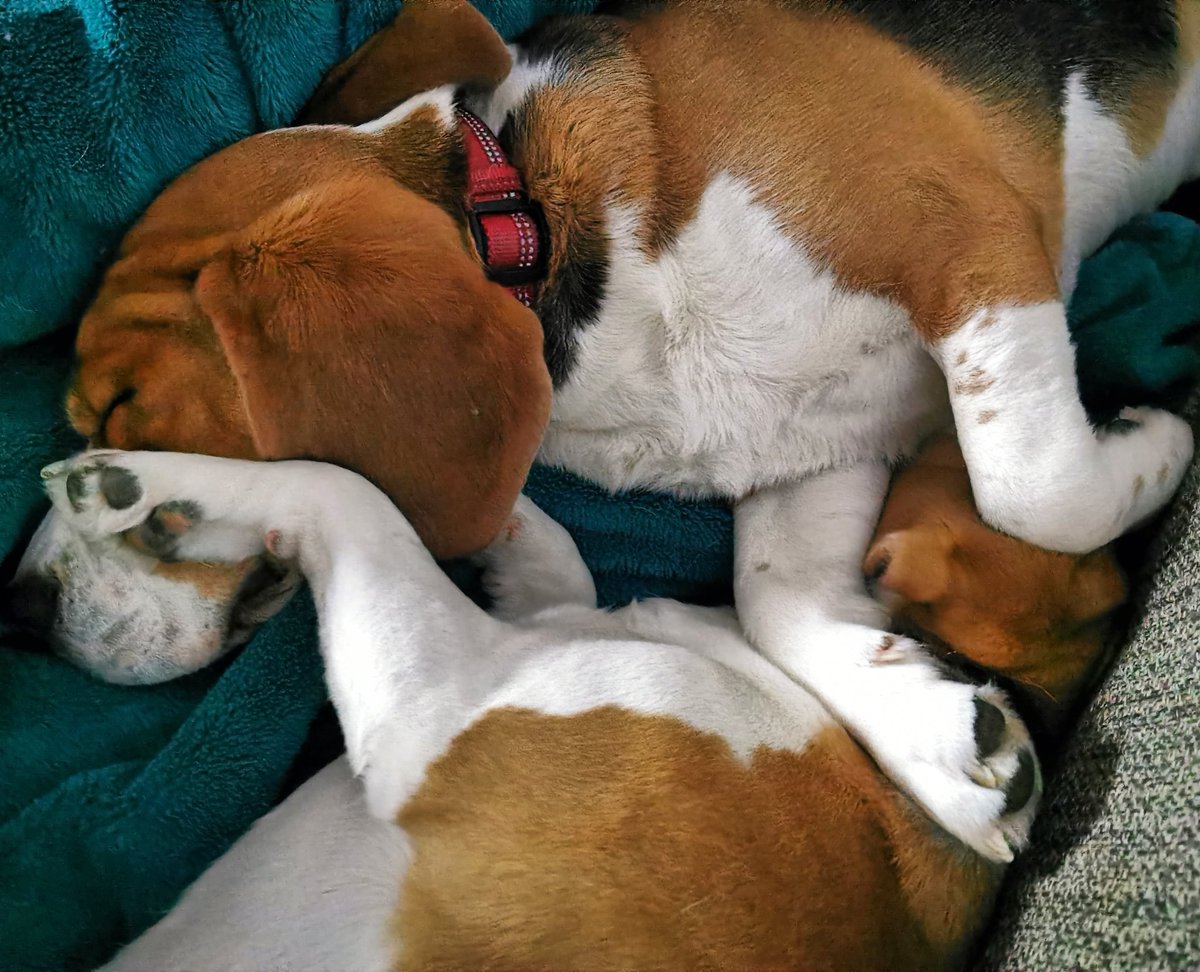 The pups on Lockdown.. 

#beagle #beaglepuppy #beaglesofglasgow #houndsofglasgow #hounddog #dogsofglasgow #RescueDog #snoozles #familypack #monsterpups #lockdown
