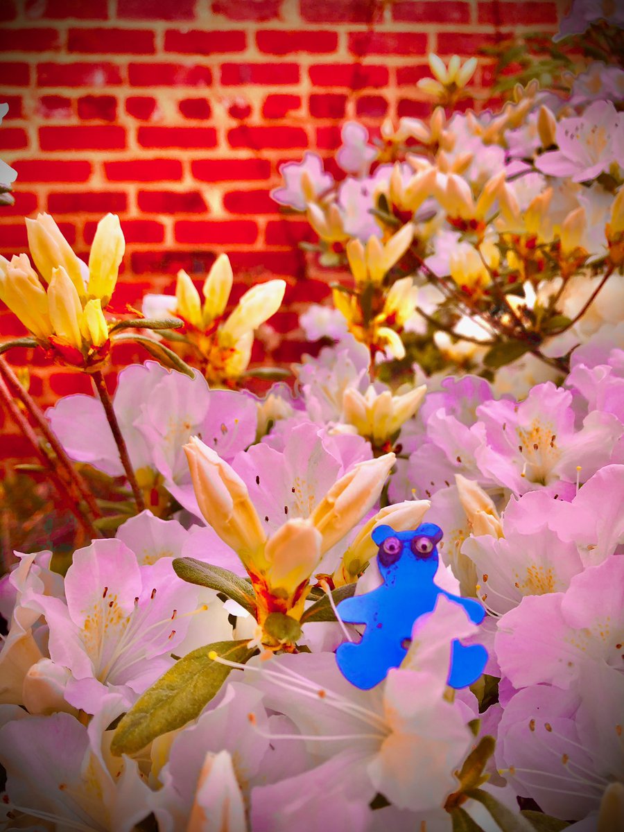 AShoeBearPlanet's tweet photo. Shoe Bear®️ Enjoys Red Azaleas. Sweetwater Creek State Park, Douglas County, Georgia. #♻️ #Recycle #GoGreen #PleaseRecycle #TakeCareOfthePlanet #HappyEarth #GreenLiving #RecyclePlastic #ShoeBears  #Azalea #BrickWall #AzaleaBloom #Bloom #Plant #SpringBlooms #InSeason #Park https://t.co/0s7I96GGby