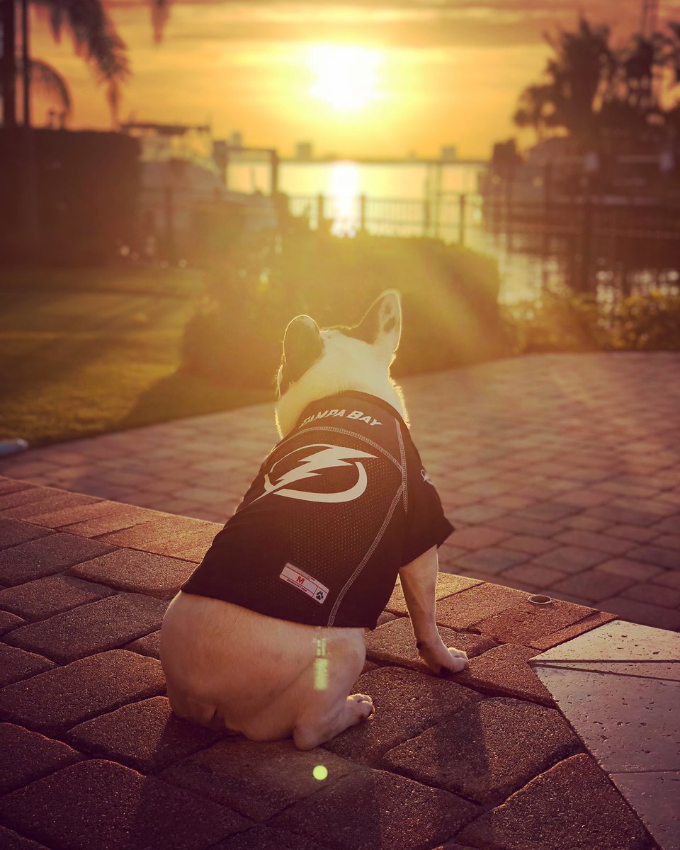 TBLightning's tweet image. Today in #BoltsPets: You already know this lil man!

Mr. Harry Hedman, the most famous of the Hedman family. 🐾