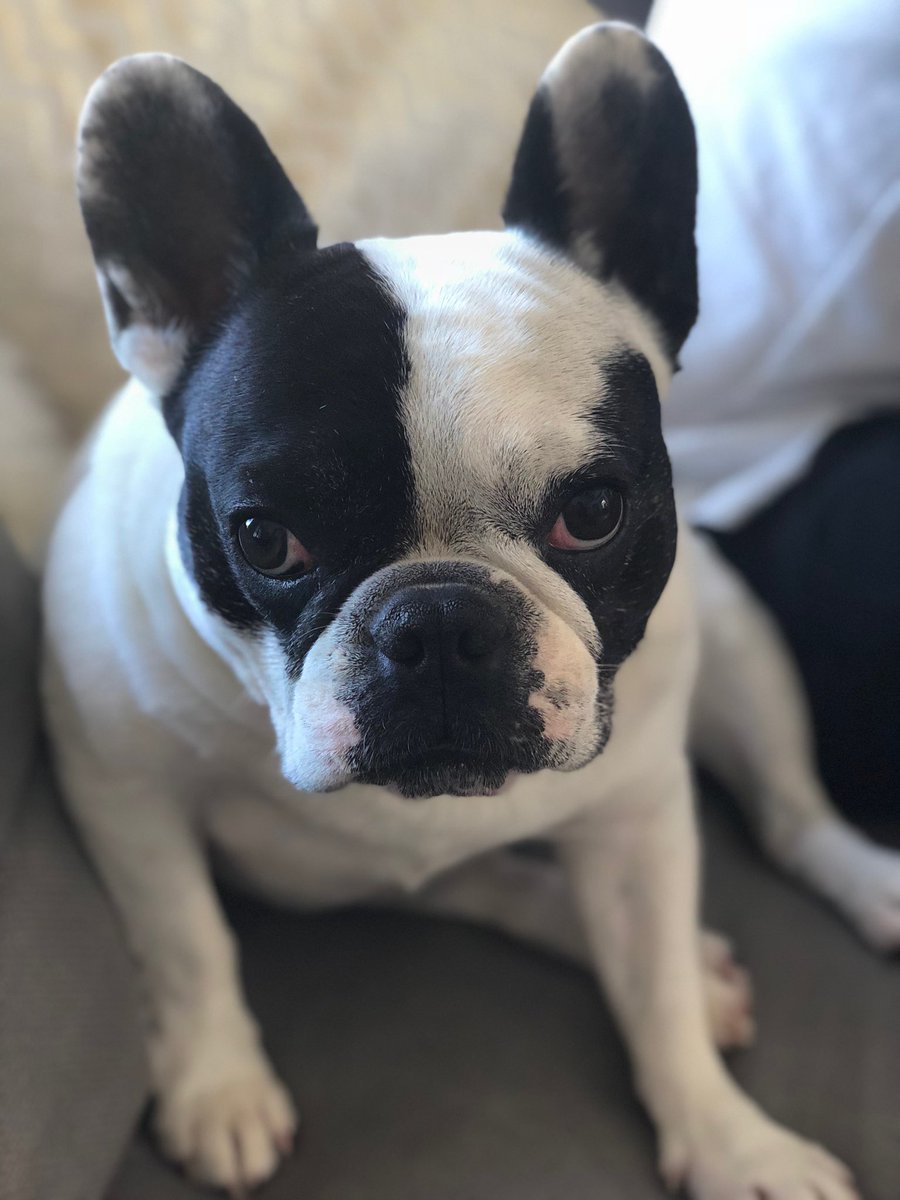 TBLightning's tweet image. Today in #BoltsPets: You already know this lil man!

Mr. Harry Hedman, the most famous of the Hedman family. 🐾