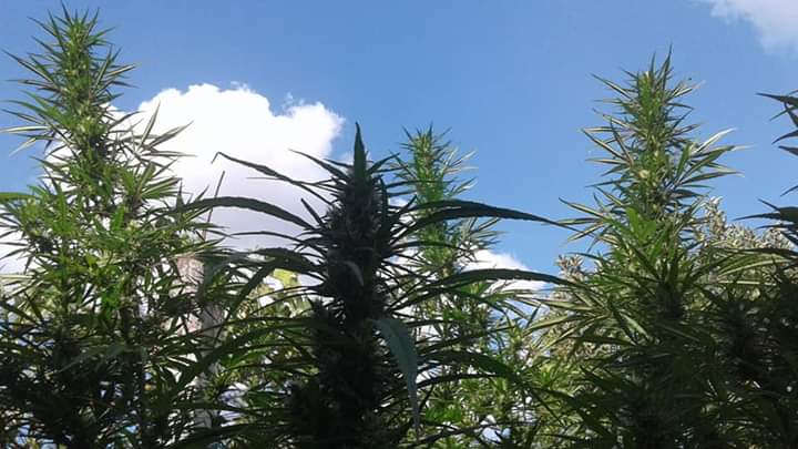 SantaPlanta2's tweet photo. Un poco de lo nuestro 🍁
Vamos a mostrar nuestros cultivos para la gente, sean bienvenidos y disfruten,  buenos humos 💨 https://t.co/AIYBgLyWev