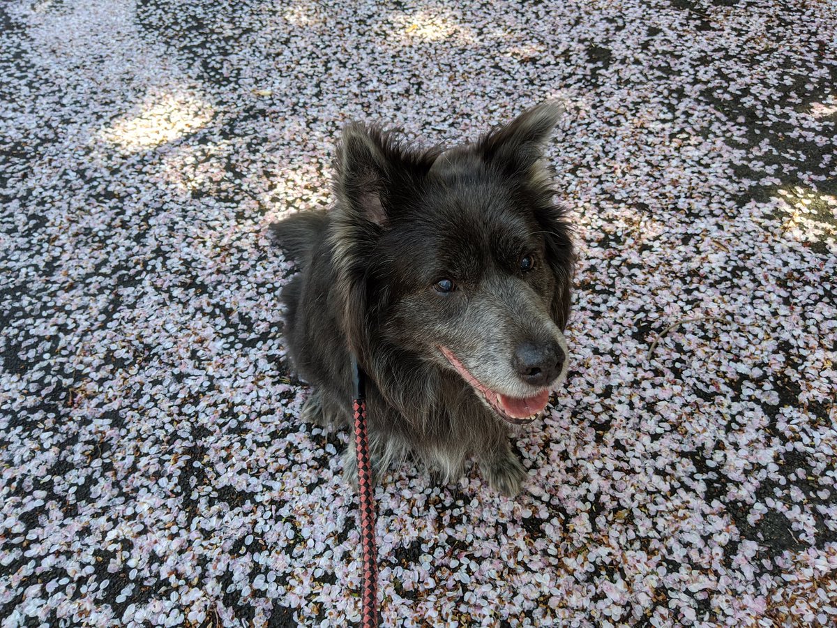 桜の絨毯 桜の絨毯