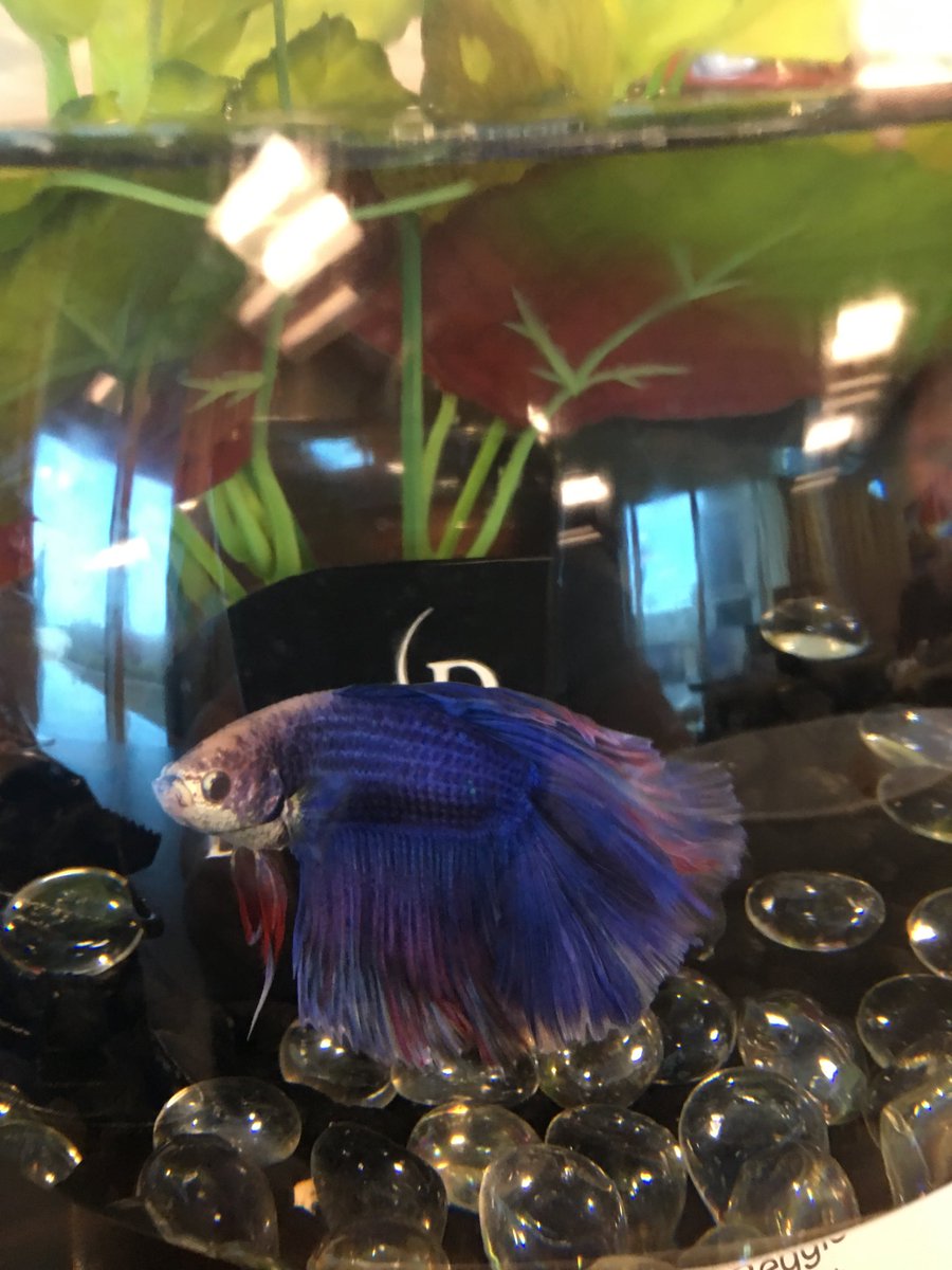 Georgia Aughe tweet media