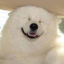 _peachxslate's tweet photo. ฮือ หมาาาาา https://t.co/A0uqXl9644