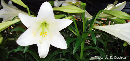 How do you care for an Easter Lily after the holiday is over? Check out our information here! #NebExt

ow.ly/9ZzR50zd5rf