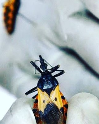achacova's tweet photo. El 14 de Abril, día Mundial de la Enfermedad de Chagas por la OMS, hagamos más  visible la enfermedad y qué mejor forma de llegar a todo aquel que aún  no la conoce compartiendo la información.

https://t.co/vJ8WT0YtIW

#DiaMundialChagas
#WorldChagasDay
#DíaMundialChagas https://t.co/ZgrZChEVdb